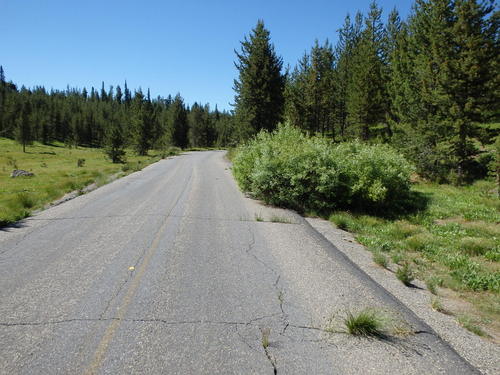 GDMBR: More shrubs growing into the road.